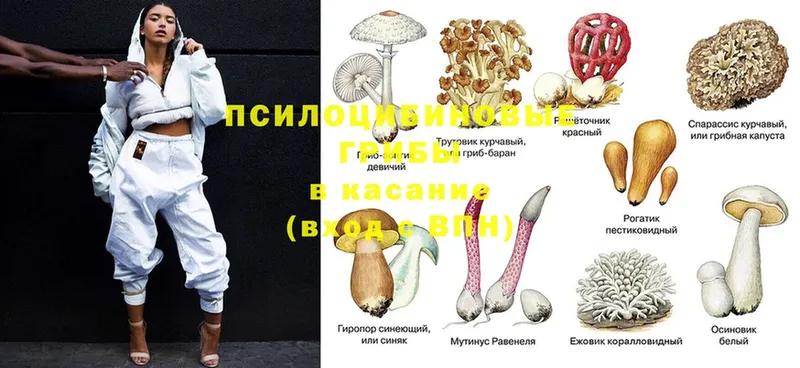 Псилоцибиновые грибы прущие грибы  что такое   дарк нет наркотические препараты  Вытегра 